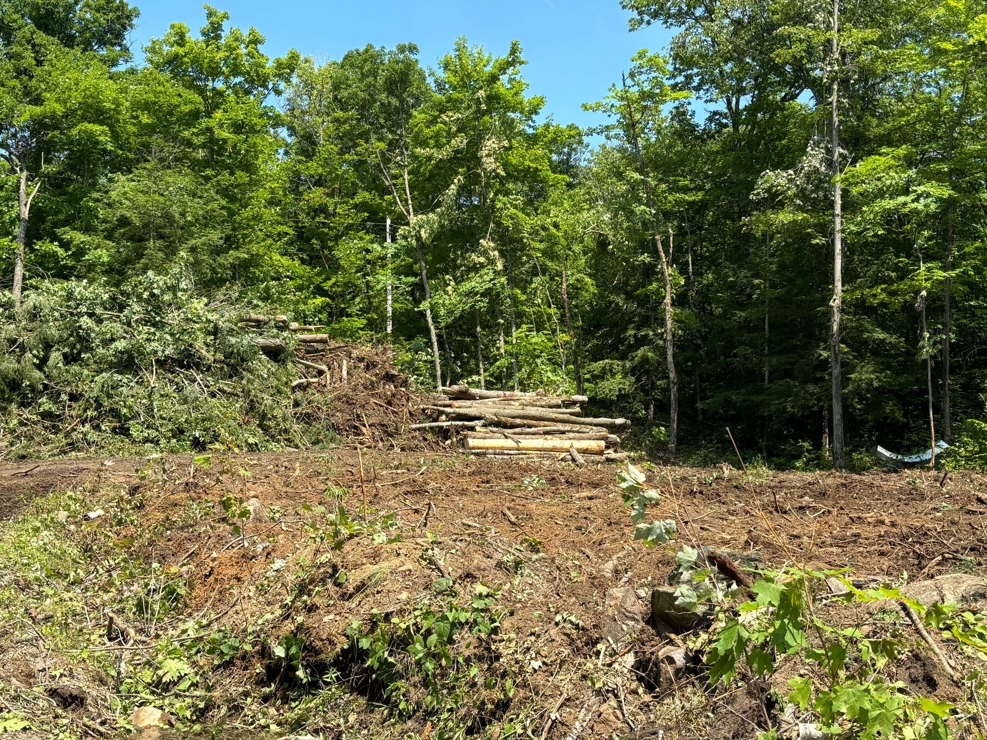 Cleared forest area with cut tree logs piled in a wooded landscape under a clear blue sky.