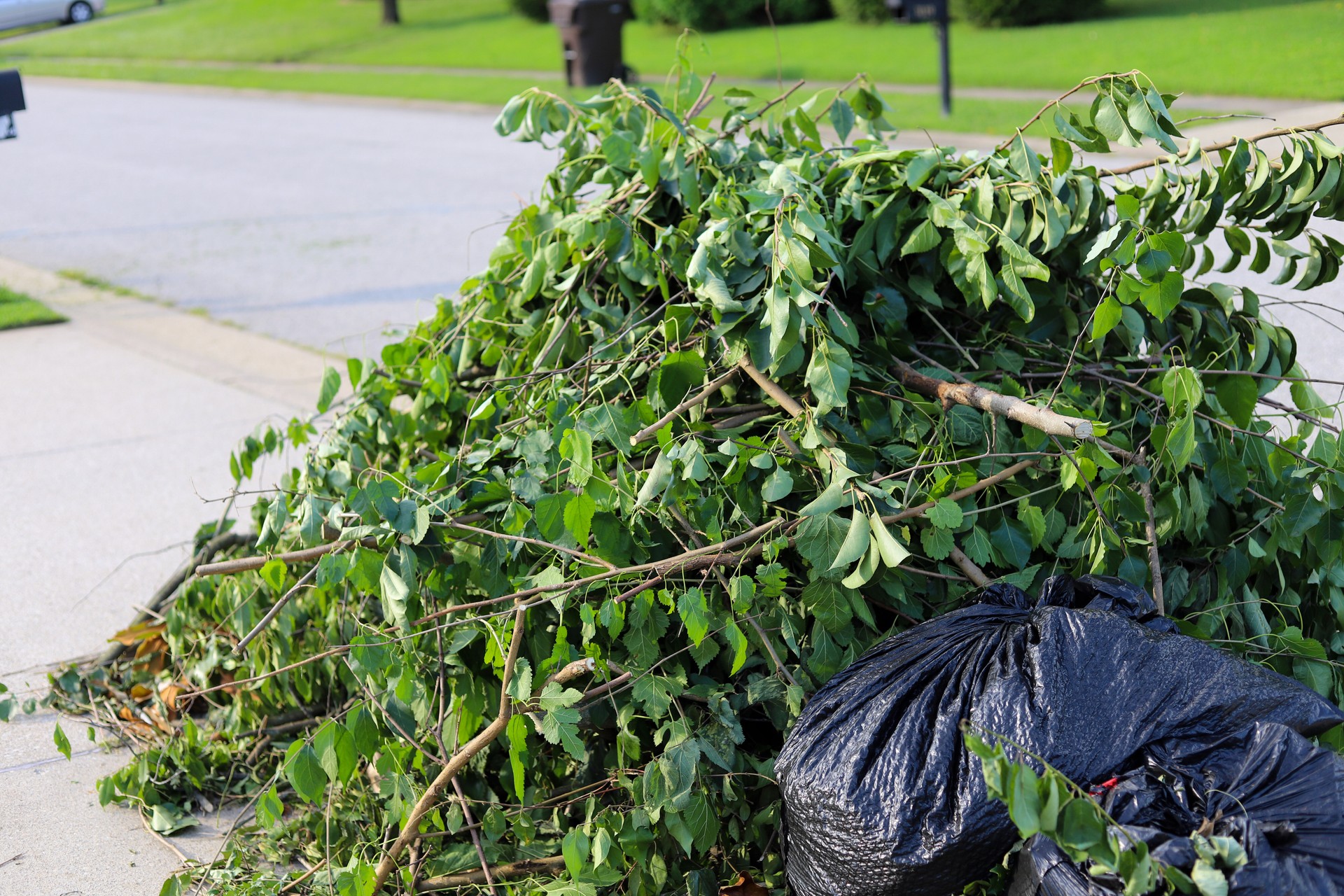 A pile of tree branches after a tree removal service