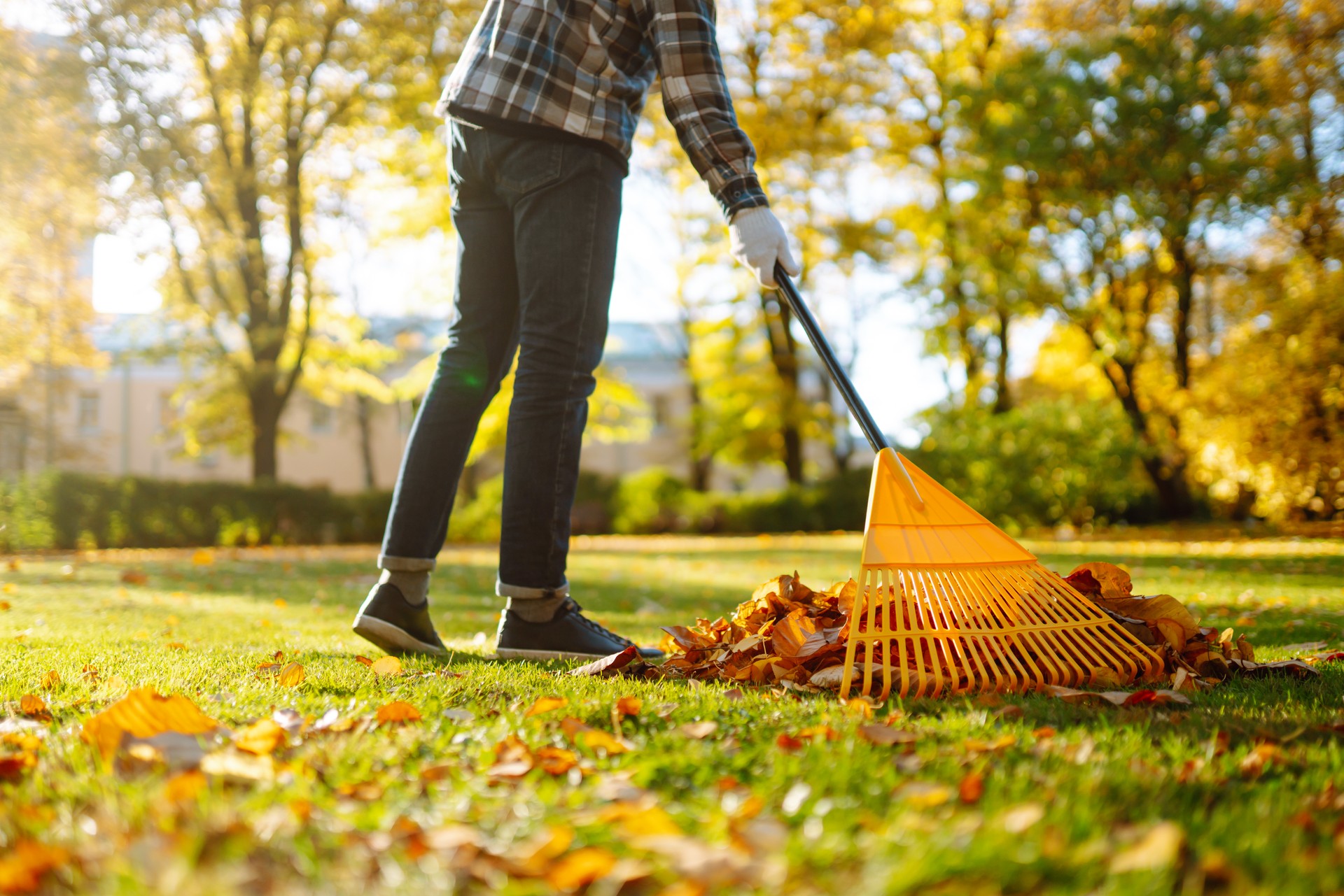 Man in his hands with a fan-shaped yellow rake collects fallen Autumn leaves 