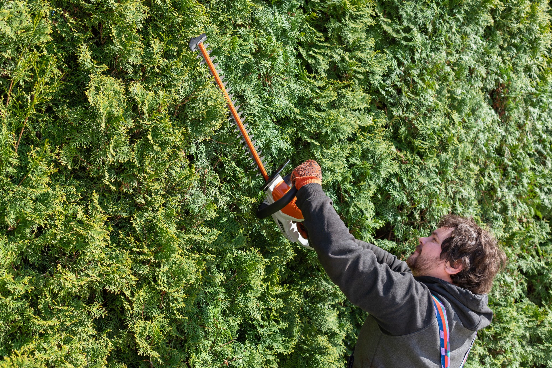 A Man trims the high hedges with an electric hedges trimmer. A property owner trimming the hedges.