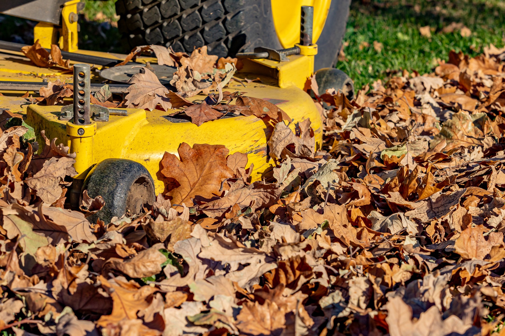 Mulching leaves with lawn mower in yard during fall. Lawncare, lawn cleaning and leaf disposal concept